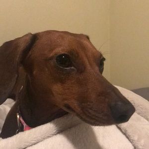 Meet your Posher, Wyatt